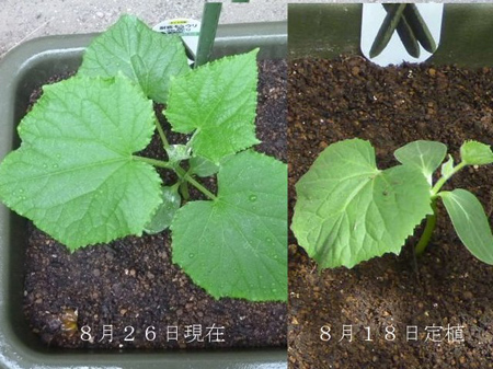 残った除草