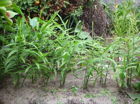 埼玉菜園(ガス欠)