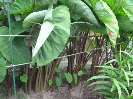 埼玉菜園(ガス欠)