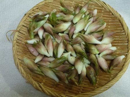 夏野菜茗荷