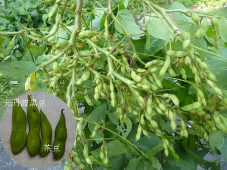枝豆の収穫