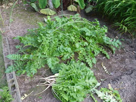 埼玉菜園（踏切障害）
