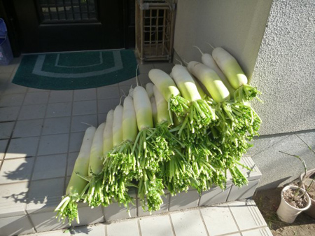 青首大根の麦酒漬け
