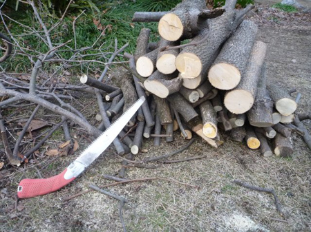 根の掘り起こし