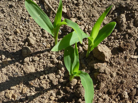 八つ頭の再植え付け