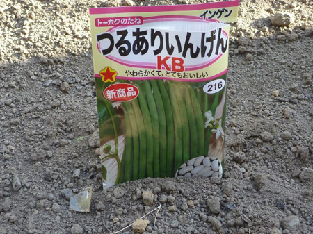八つ頭の再植え付け