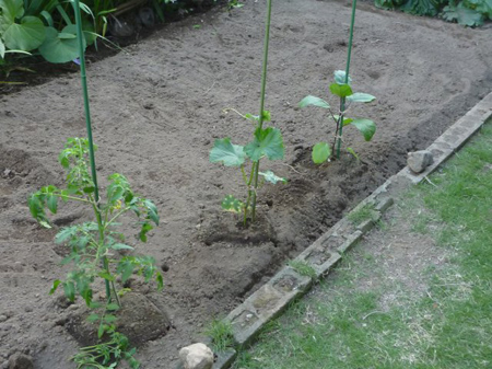 八つ頭の再植え付け