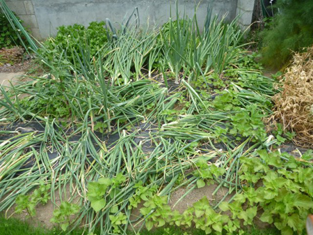 埼玉菜園(犯人捜し)