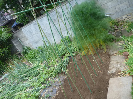 埼玉菜園(犯人捜し)