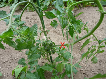 埼玉菜園(犯人捜し)