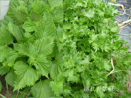 埼玉菜園(犯人捜し)