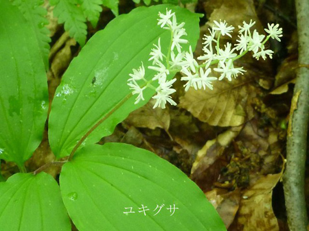 青森県十二湖