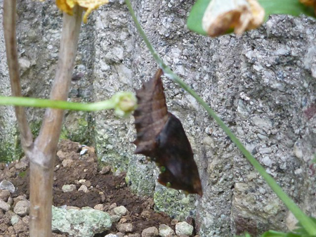 ヒョウモンチョウ
