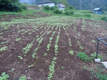 萌芽しない理由
