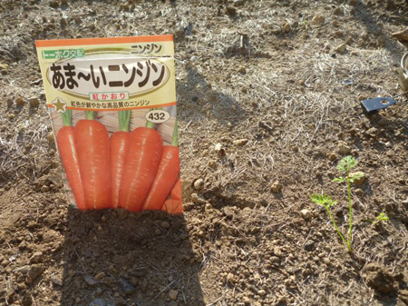 人参の追い蒔き