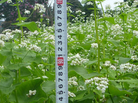根小屋蕎麦は満開