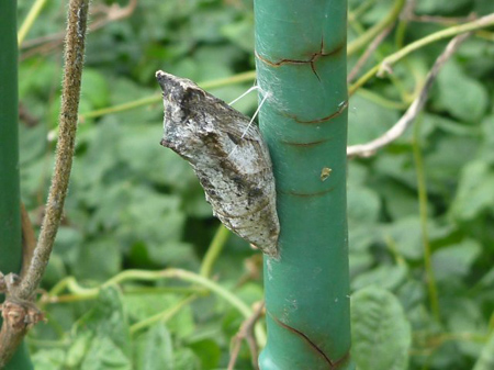 曼珠沙華