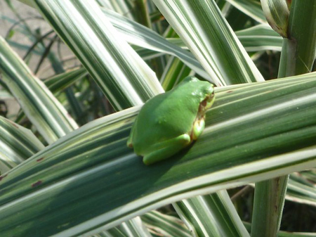 十日町での農作業