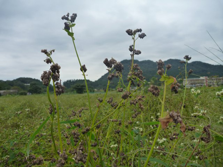 檜原村