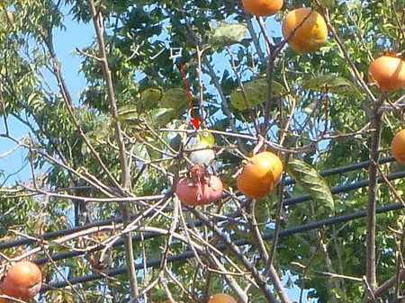 玉葱の定植