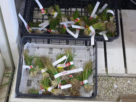 玉葱の定植