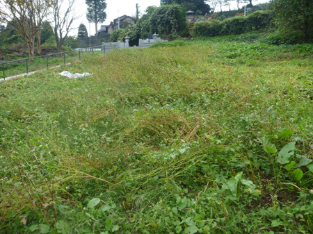 青根蕎麦の刈り取り