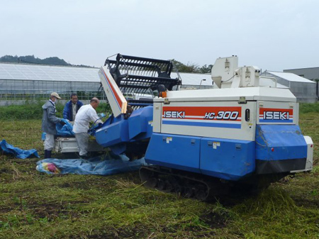 青根蕎麦の刈り取り