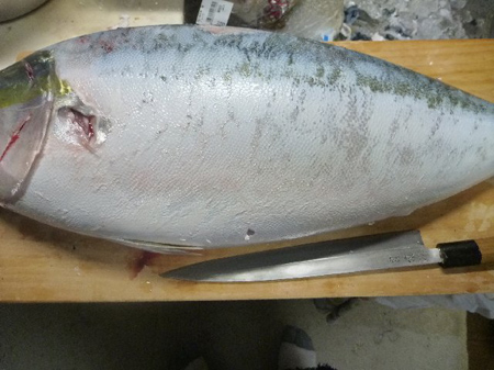 鰤を捌く