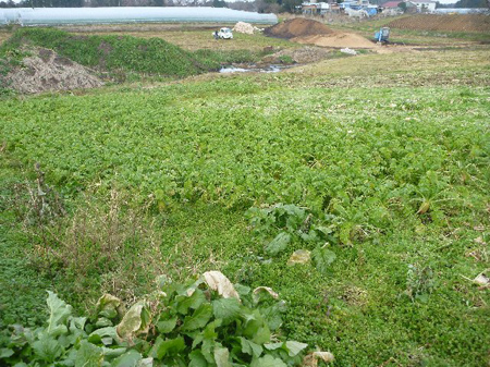 大根抜き