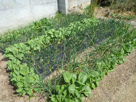 埼玉菜園（育ちすぎた野菜）