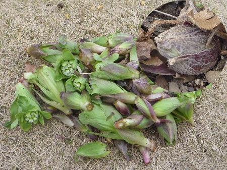 埼玉菜園（育ちすぎた野菜）