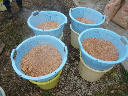 津久井大豆味噌仕込み（後編）