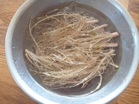 ちぢみほうれん草