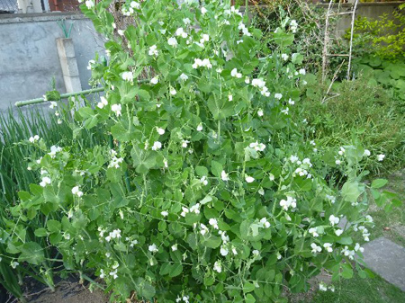 埼玉菜園