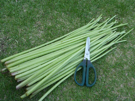 埼玉菜園