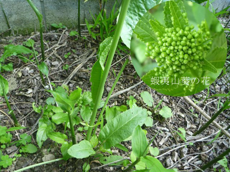 除草剤の効果