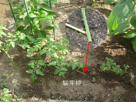 玉葱の収穫
