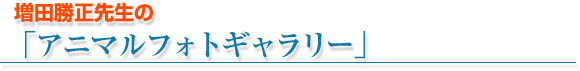 ���c�����搶�́u�A�j�}����t�H�g�M�������[�v