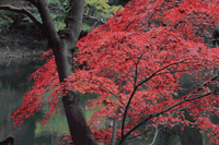 紅葉