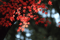 紅葉