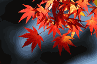 紅葉