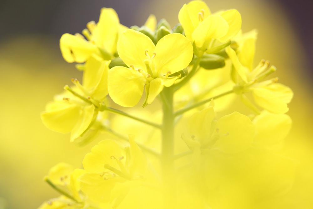 菜の花