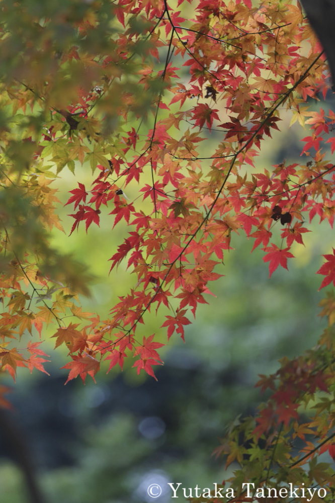 紅葉