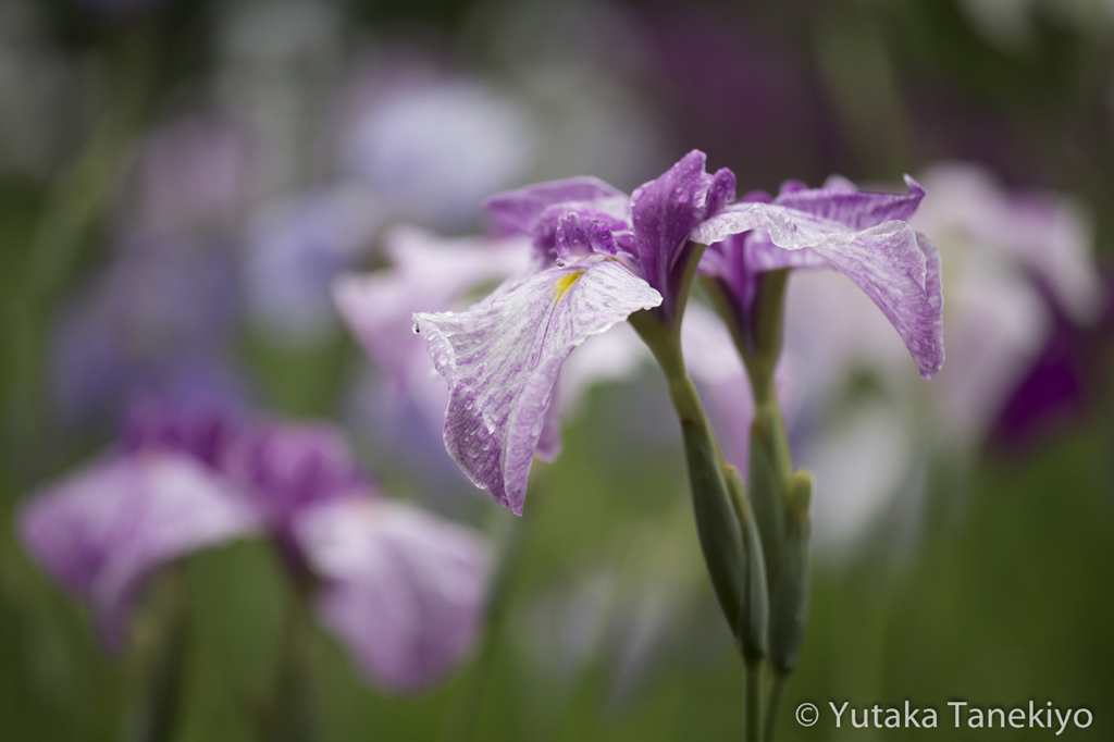 花菖蒲 2