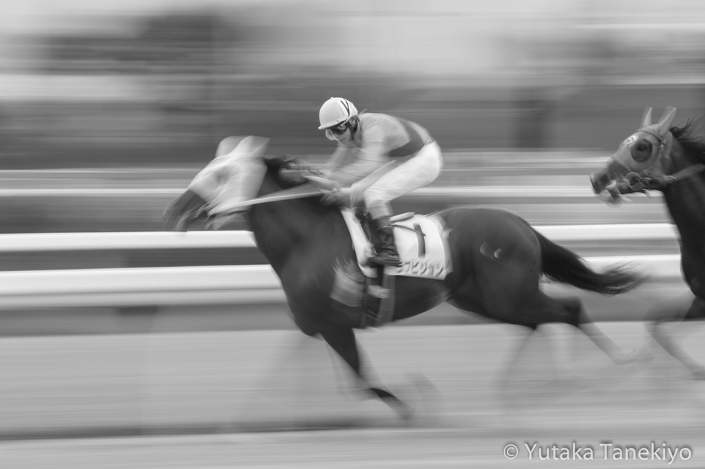 競争馬