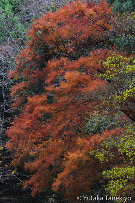 紅葉 1