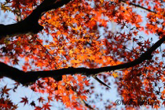 残り紅葉1