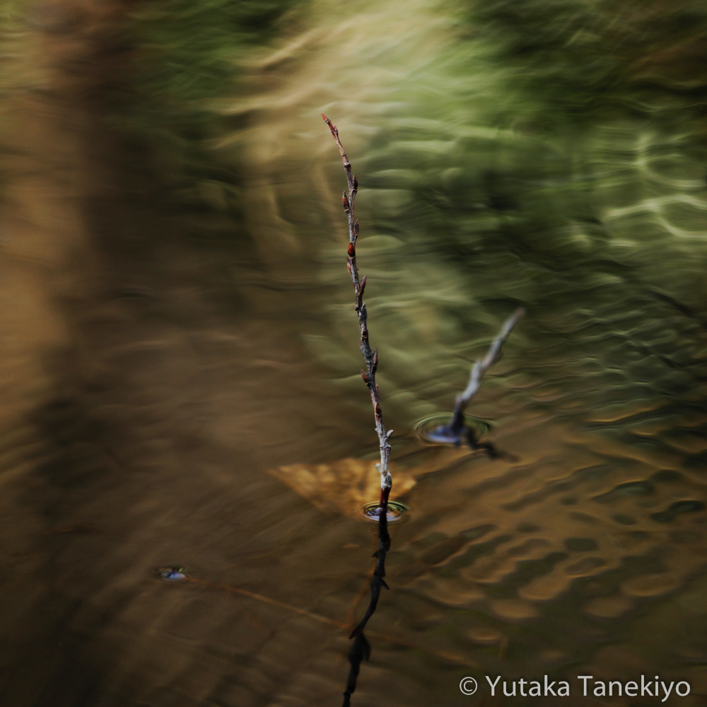 水辺の草 2