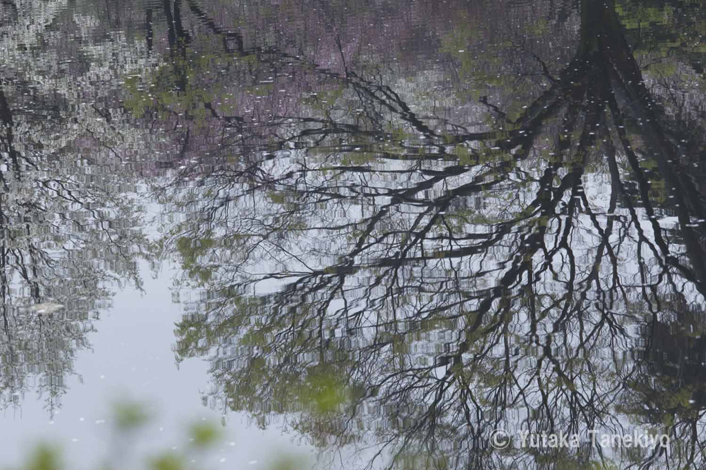 小雨の桜2
