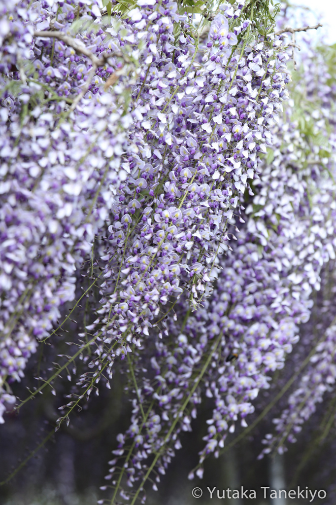 フジの花